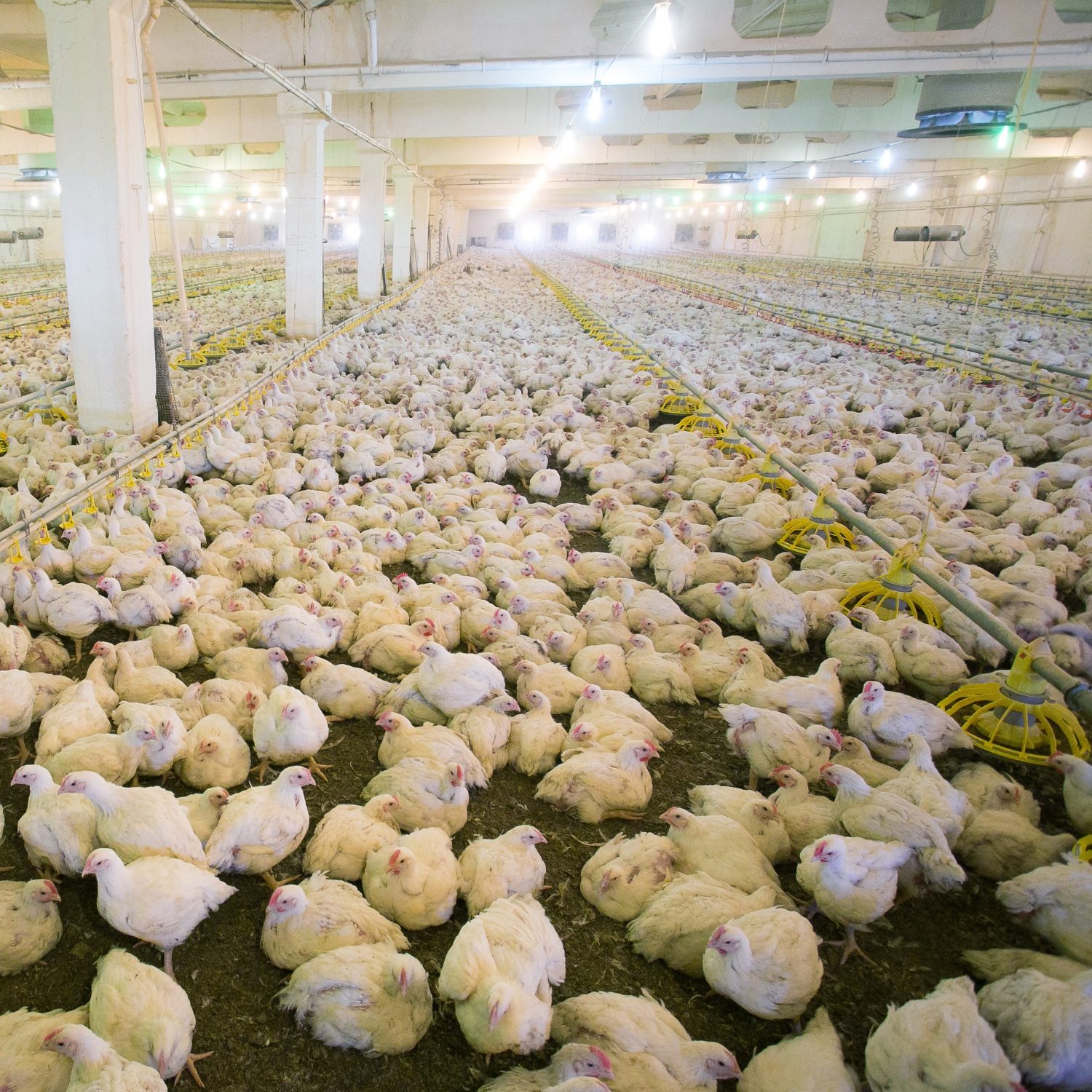 10 facts you should know about factory-farmed chickens