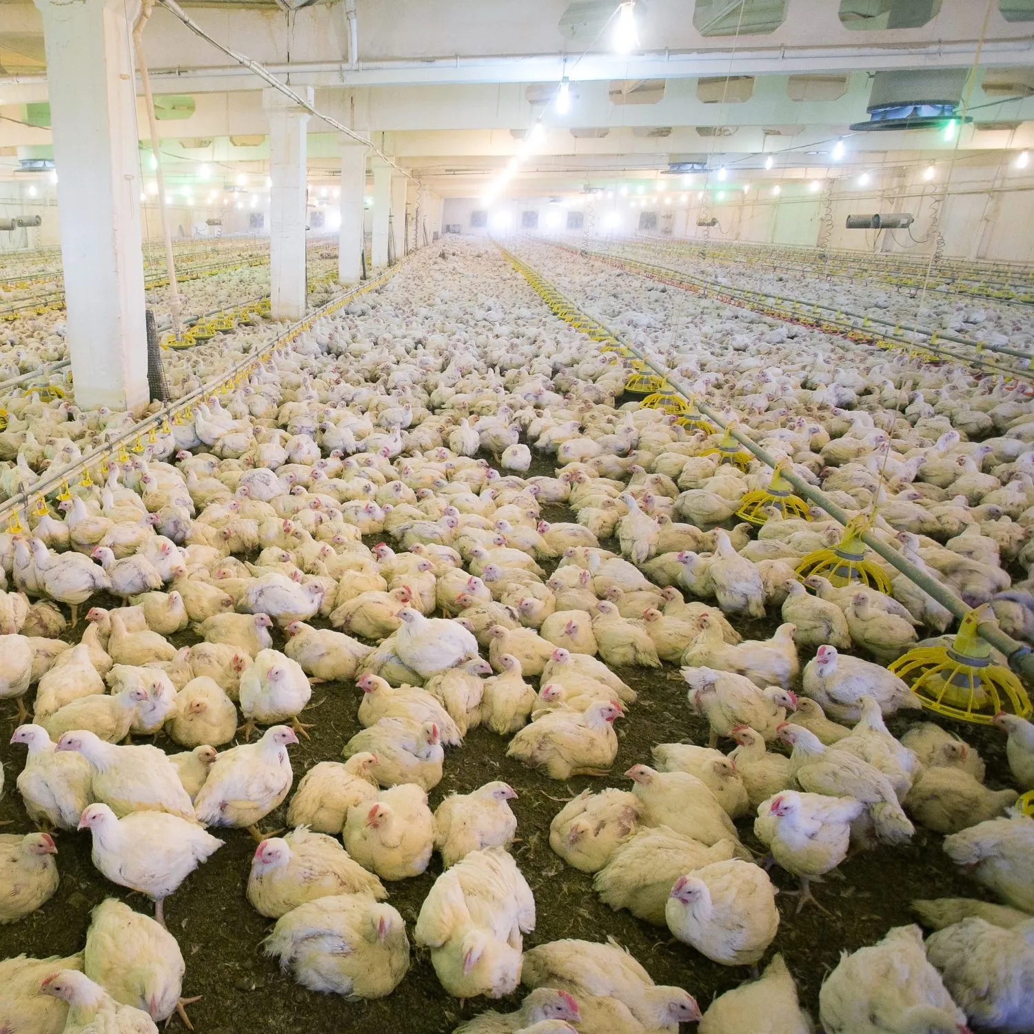 Factory farming: everything you need to know