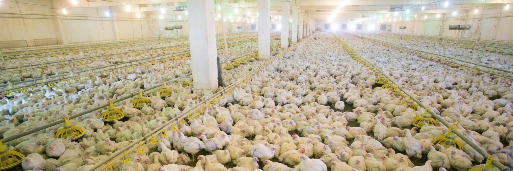 What Is Factory Farming? Animal Equality UK