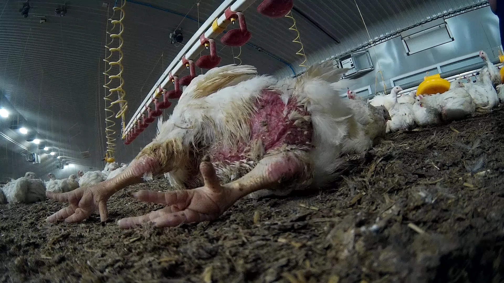 A chicken with feather loss and burns, bred for meat in a factory farm