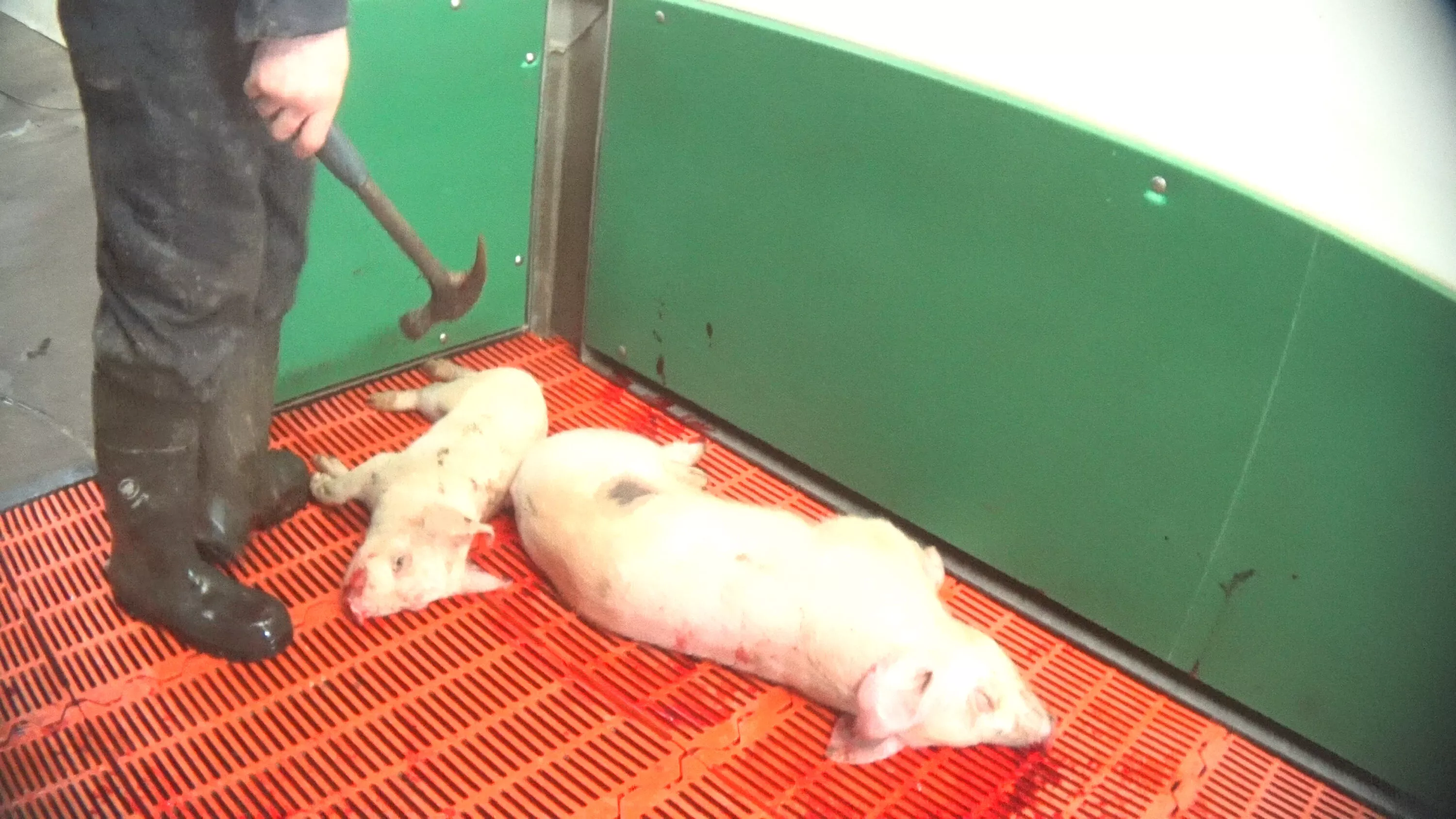 A farm worker kills piglets with a hammer on a UK farm.