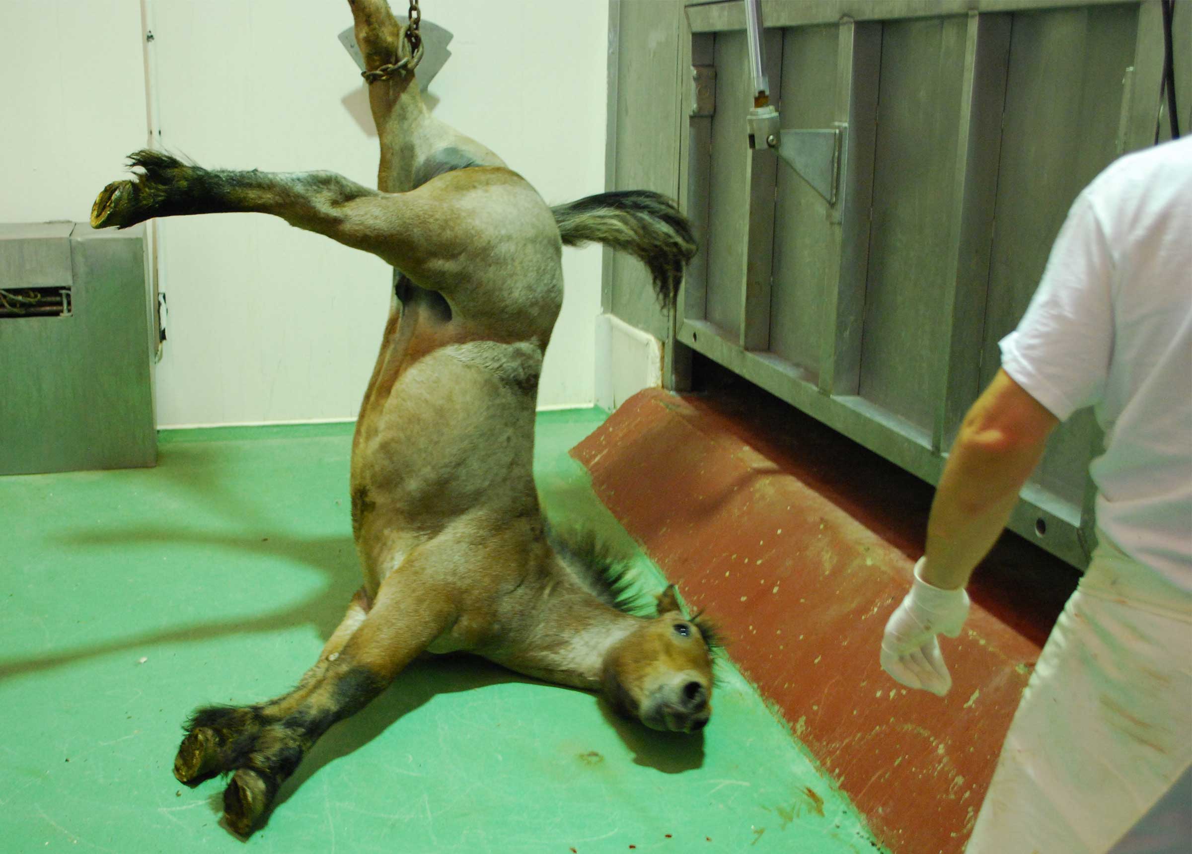 End Horse Slaughter | Animal Equality UK