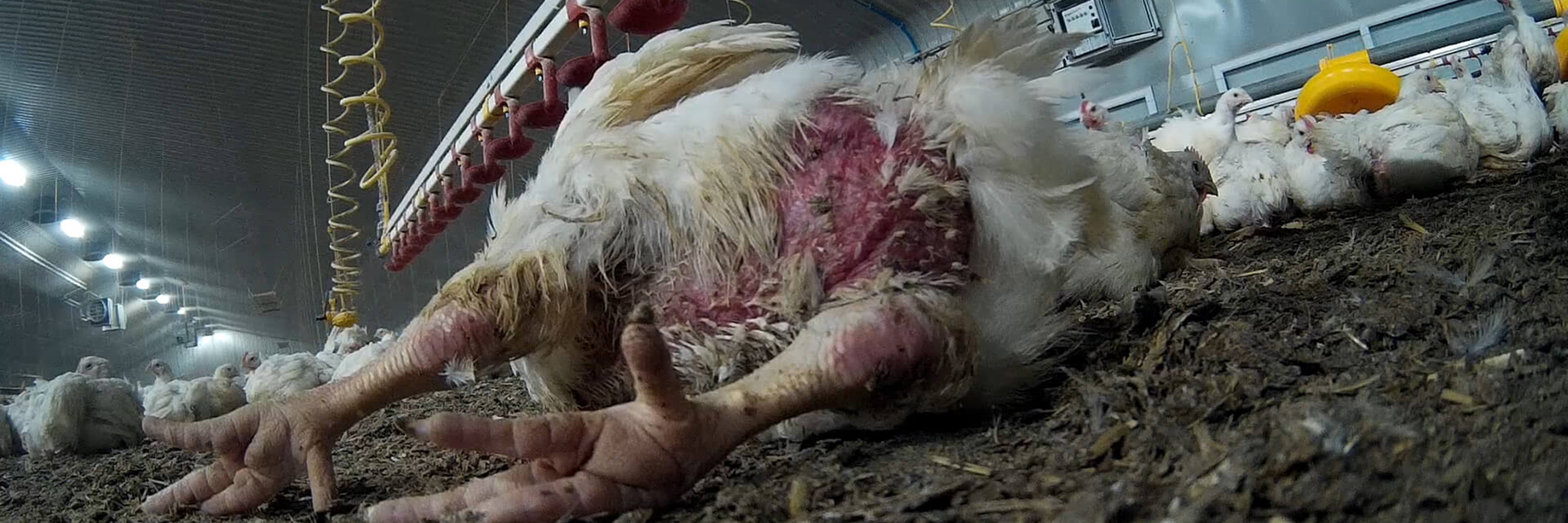 an injured chicken suffering from feather loss and burns on a UK chicken farm