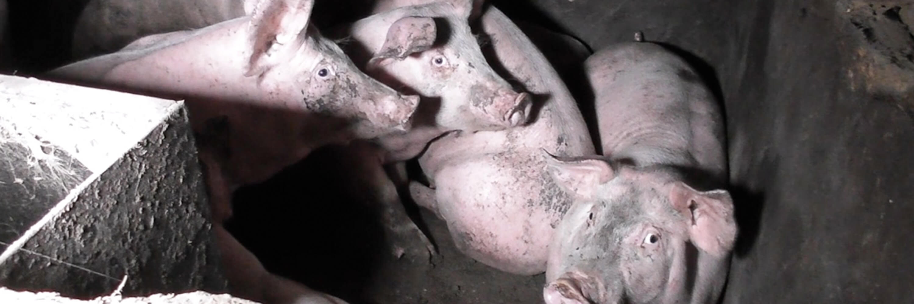 pigs on factory farm in UK