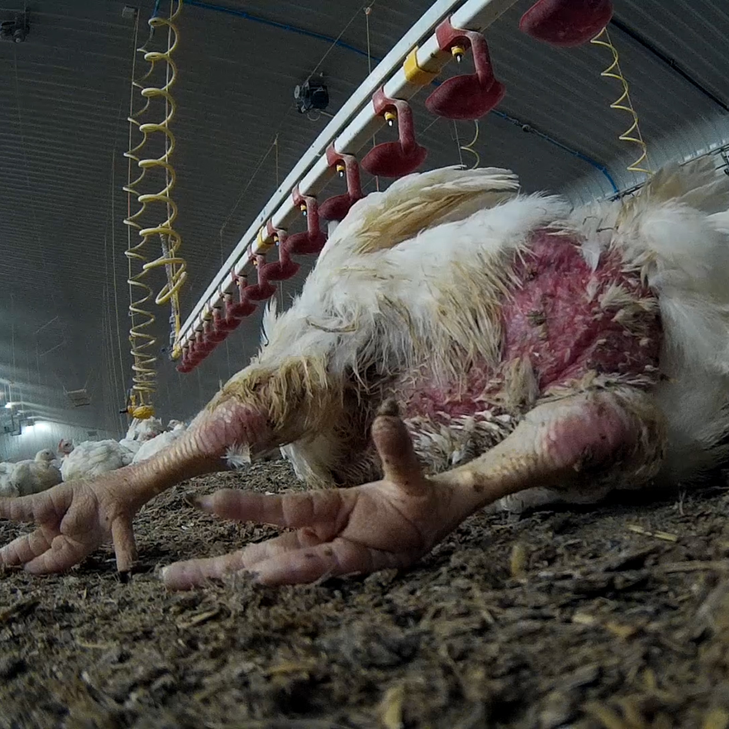 chicken with feather loss and burns in chicken factory farm