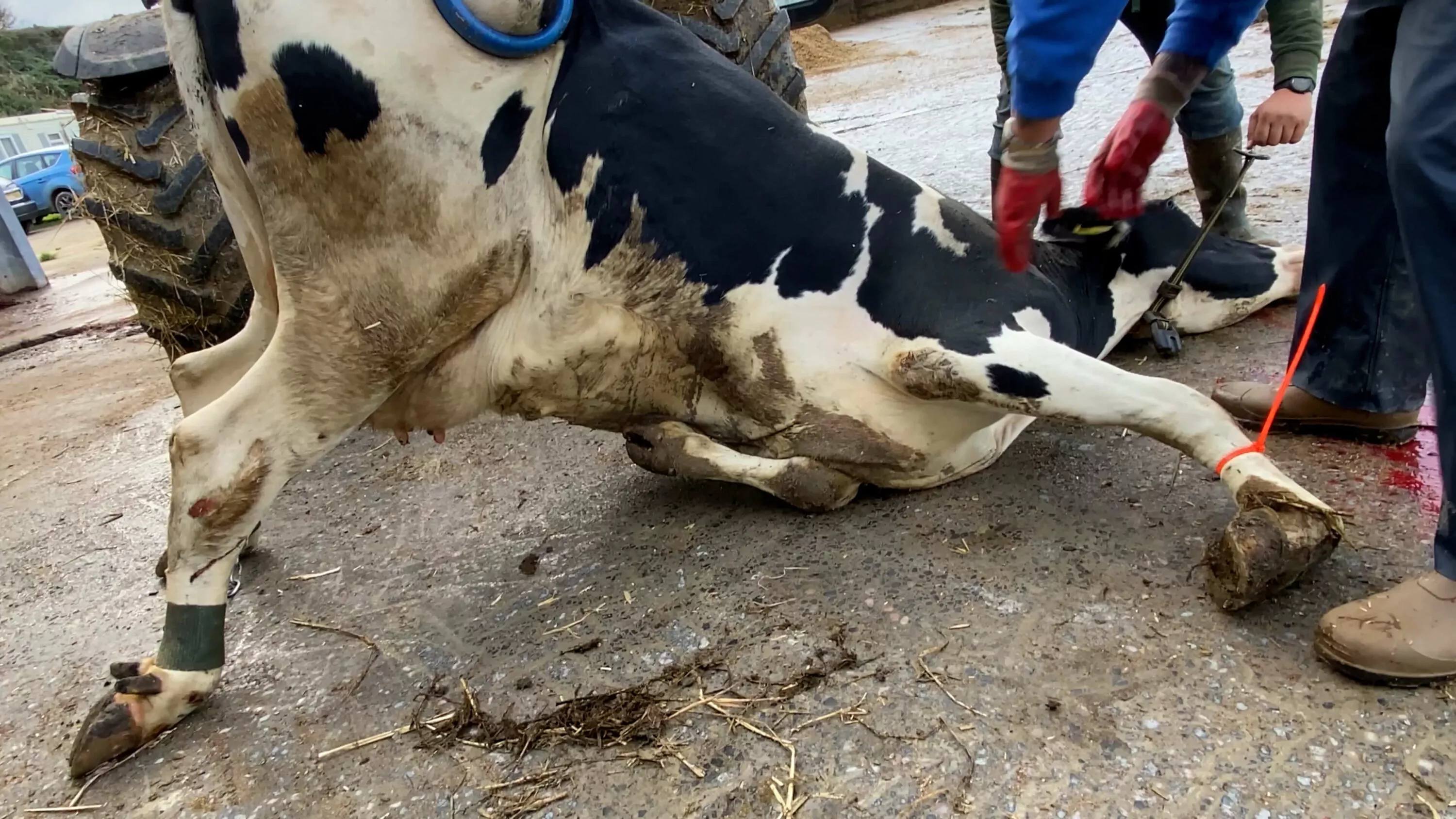 A lame cow struggles to stand up, while workers crowd around, on a Welsh dairy farm