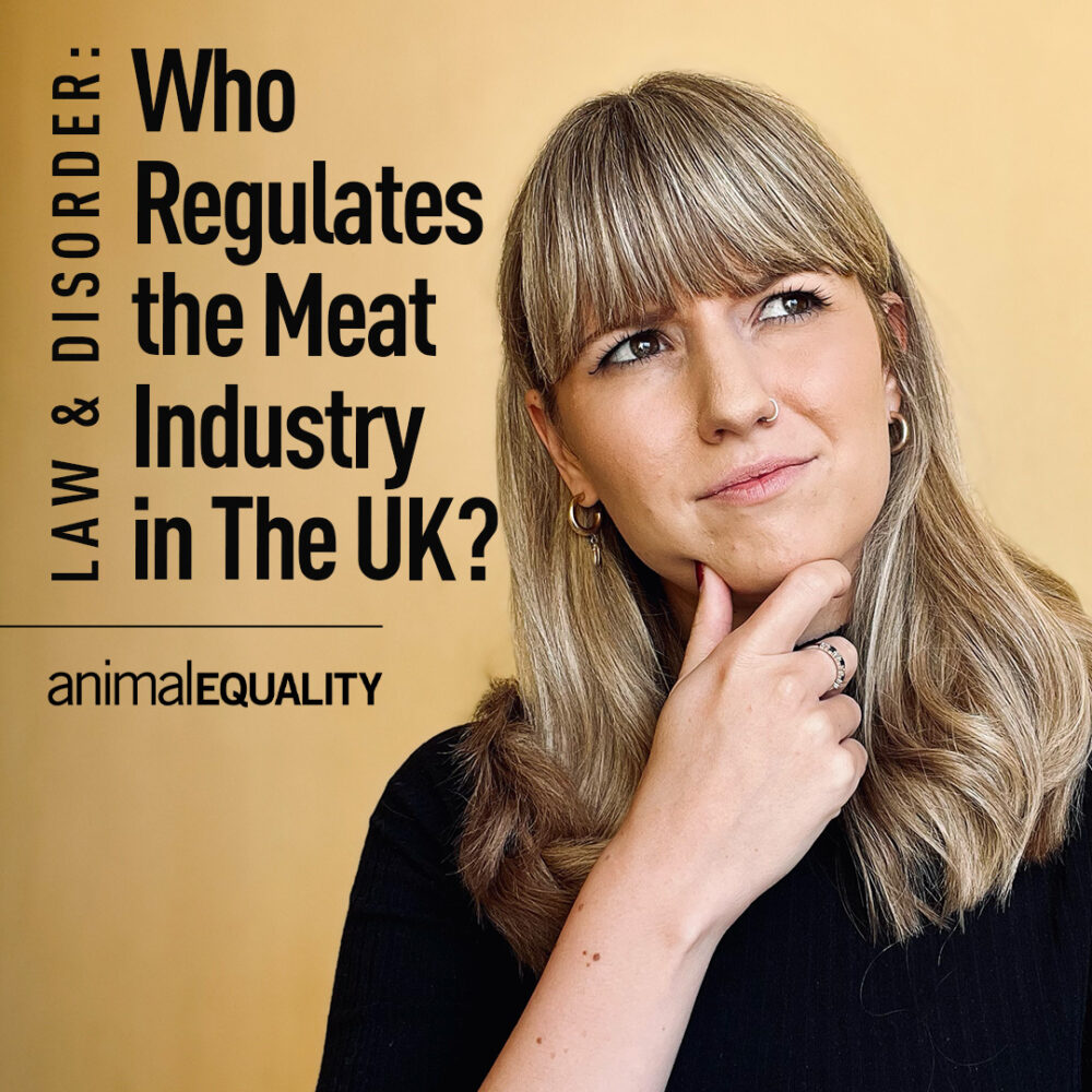 Who Regulates The Meat Industry Animal Equality UK