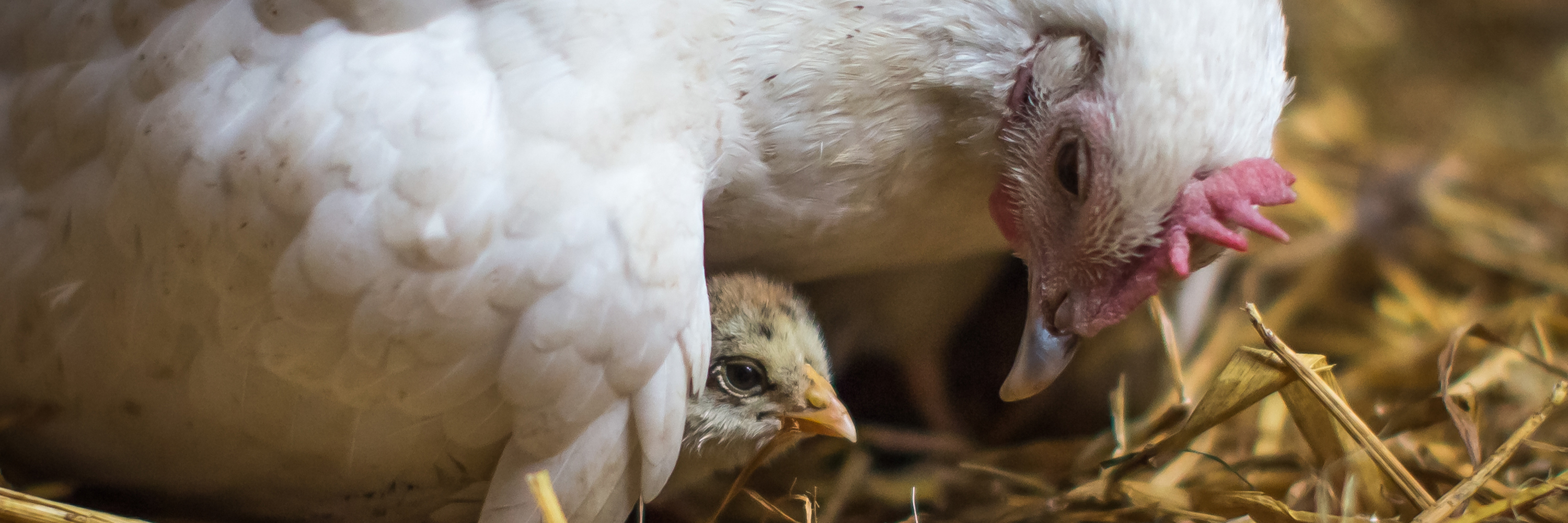 chick and chicken on egg farm uk