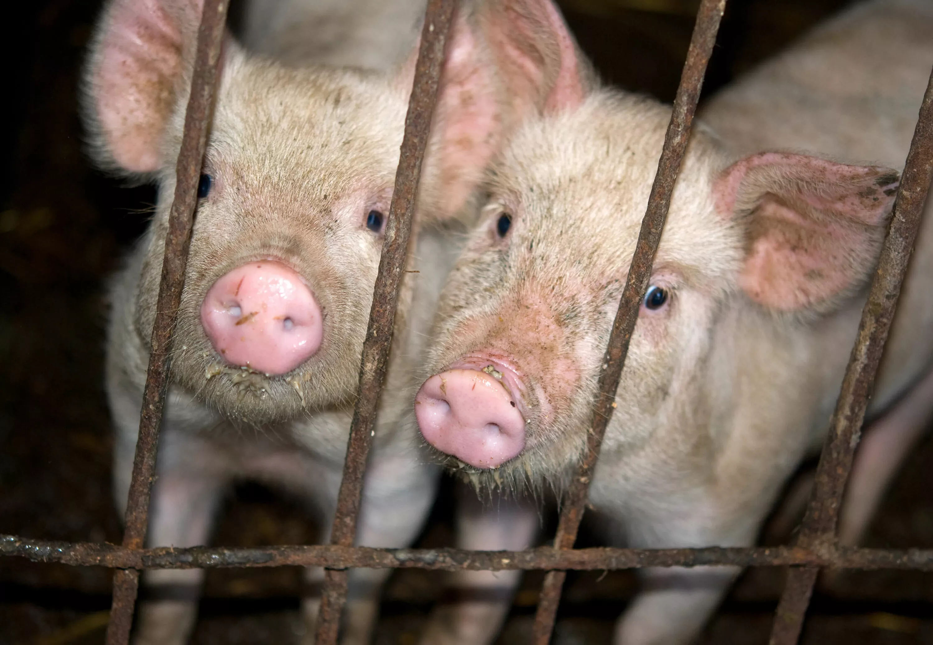 young pigs in metal cage on factory farm uk