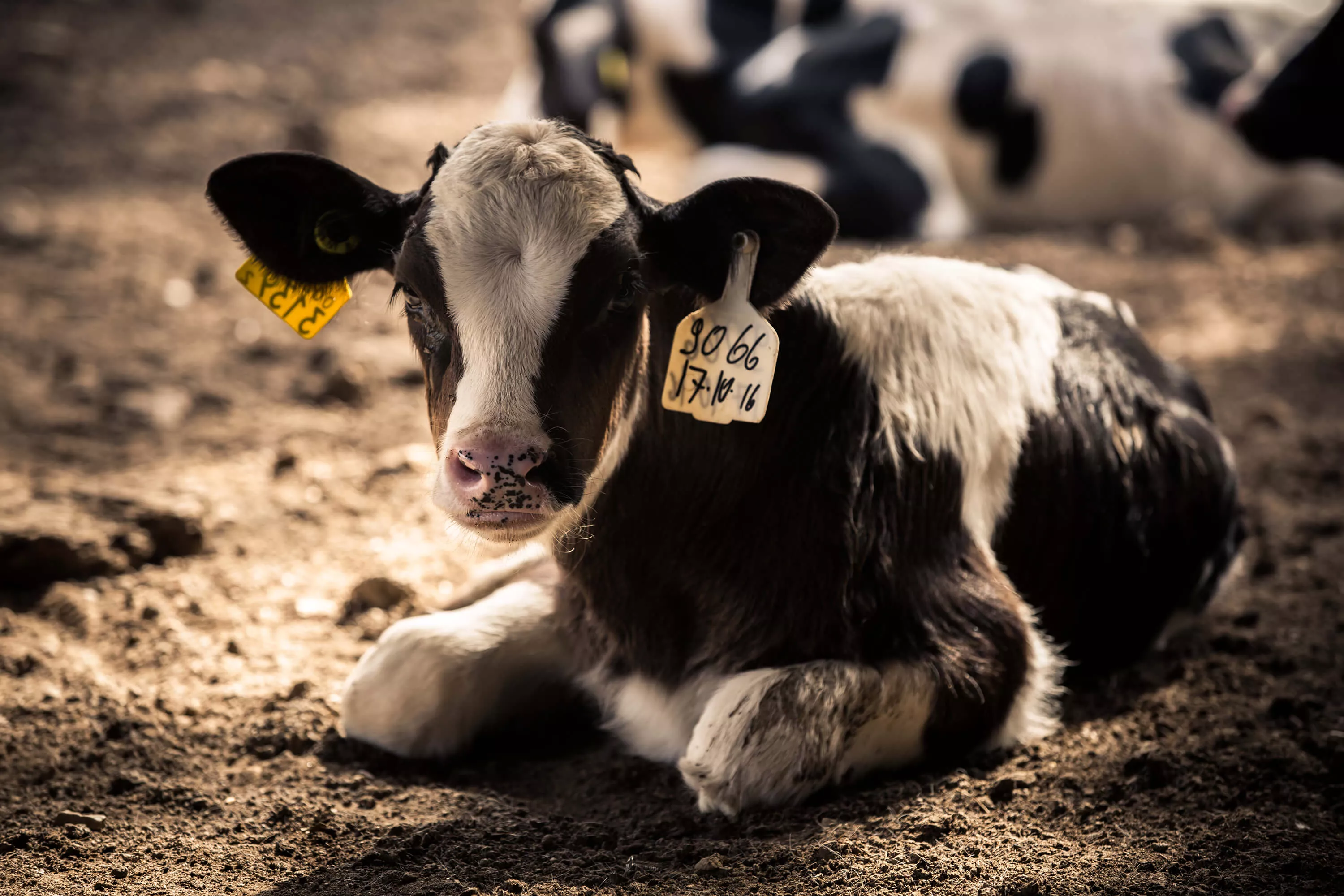cow calf on dairy farm uk