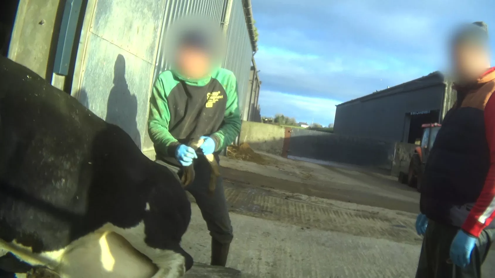 Workers on a UK dairy farm painfully twist the tail of a lame cow moments after she gave birth