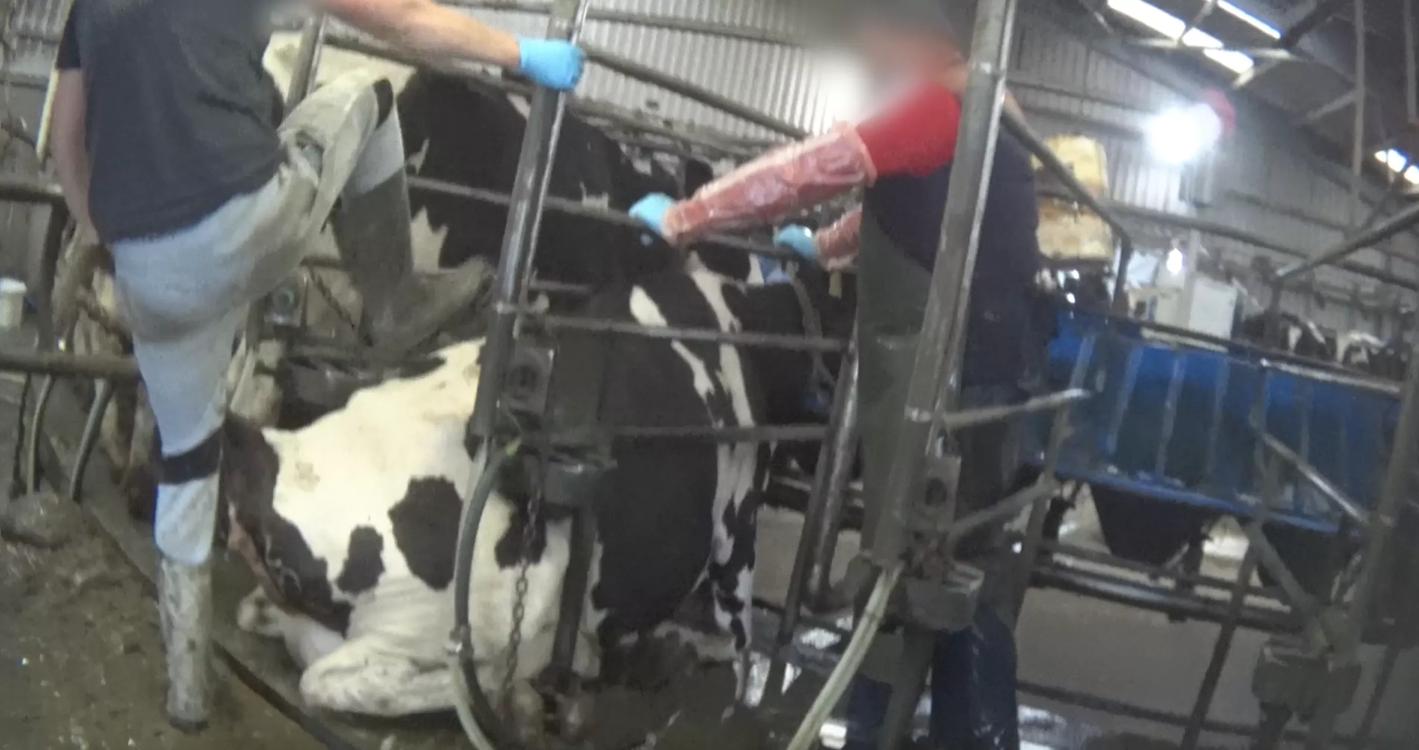 A cow with lameness is abused by workers on a UK dairy farm