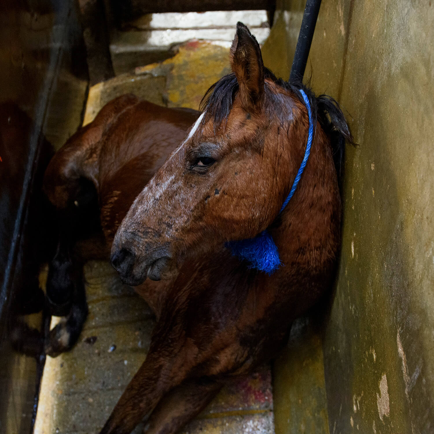 A horse in a slaughterhouse
