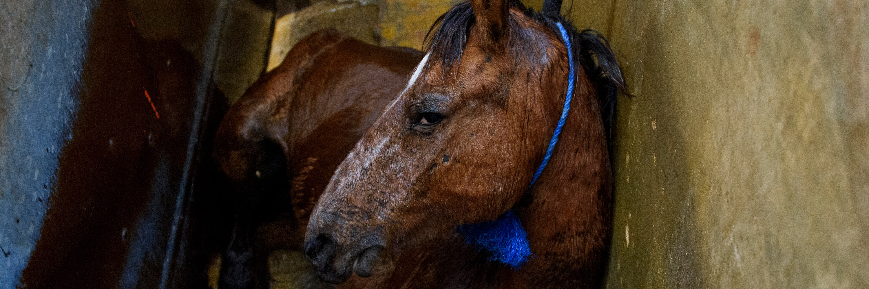 A horse with rope around his neck in a horse slaughterhouse