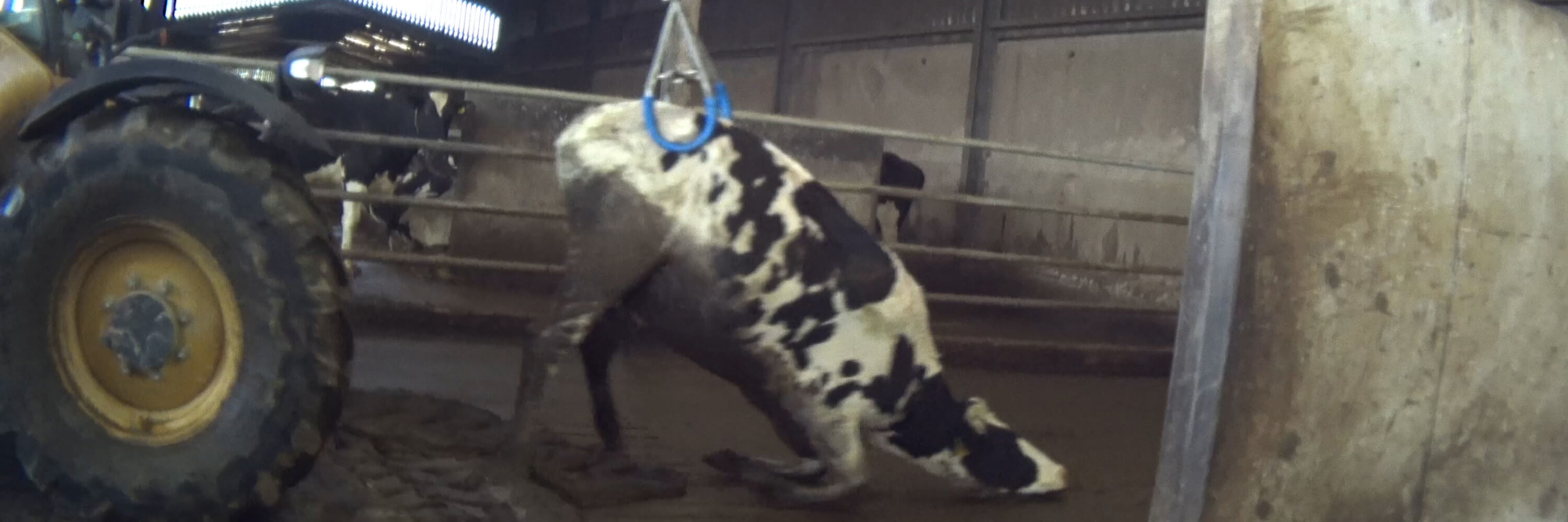 A lame cow is lifted up using machinery on a UK dairy farm