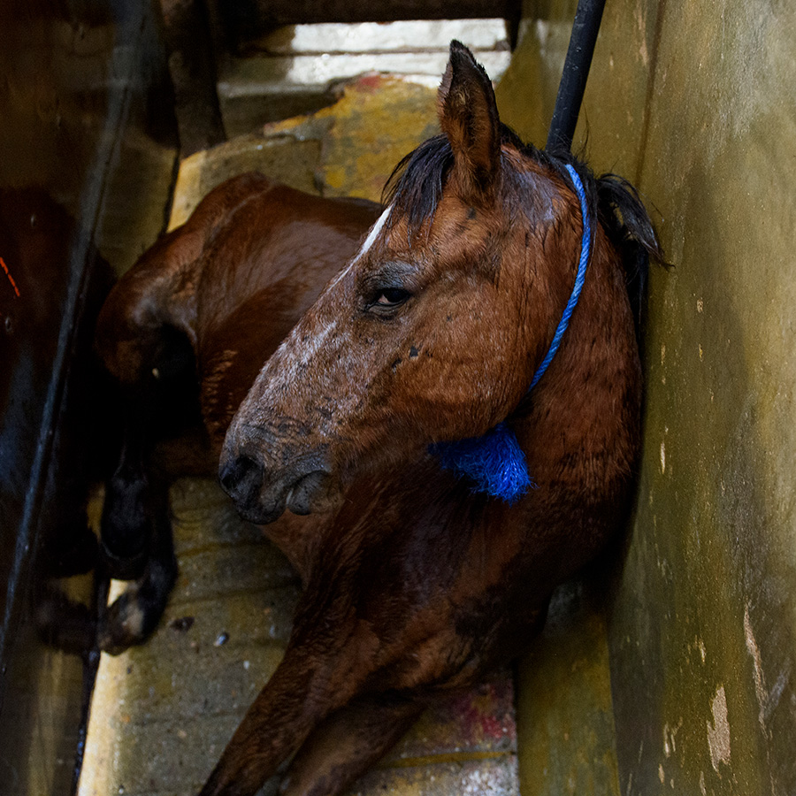A horse in a Mexican slaughterhouse