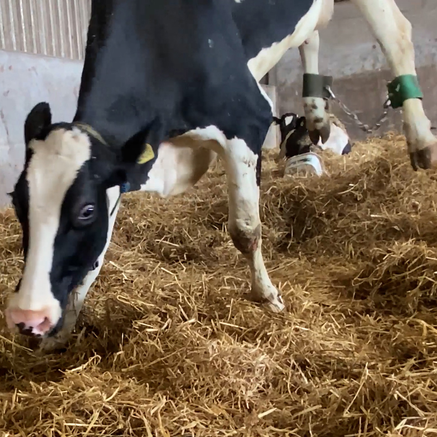 A lame cow on a dairy farm is lifted off the ground by a hip clamp hoist