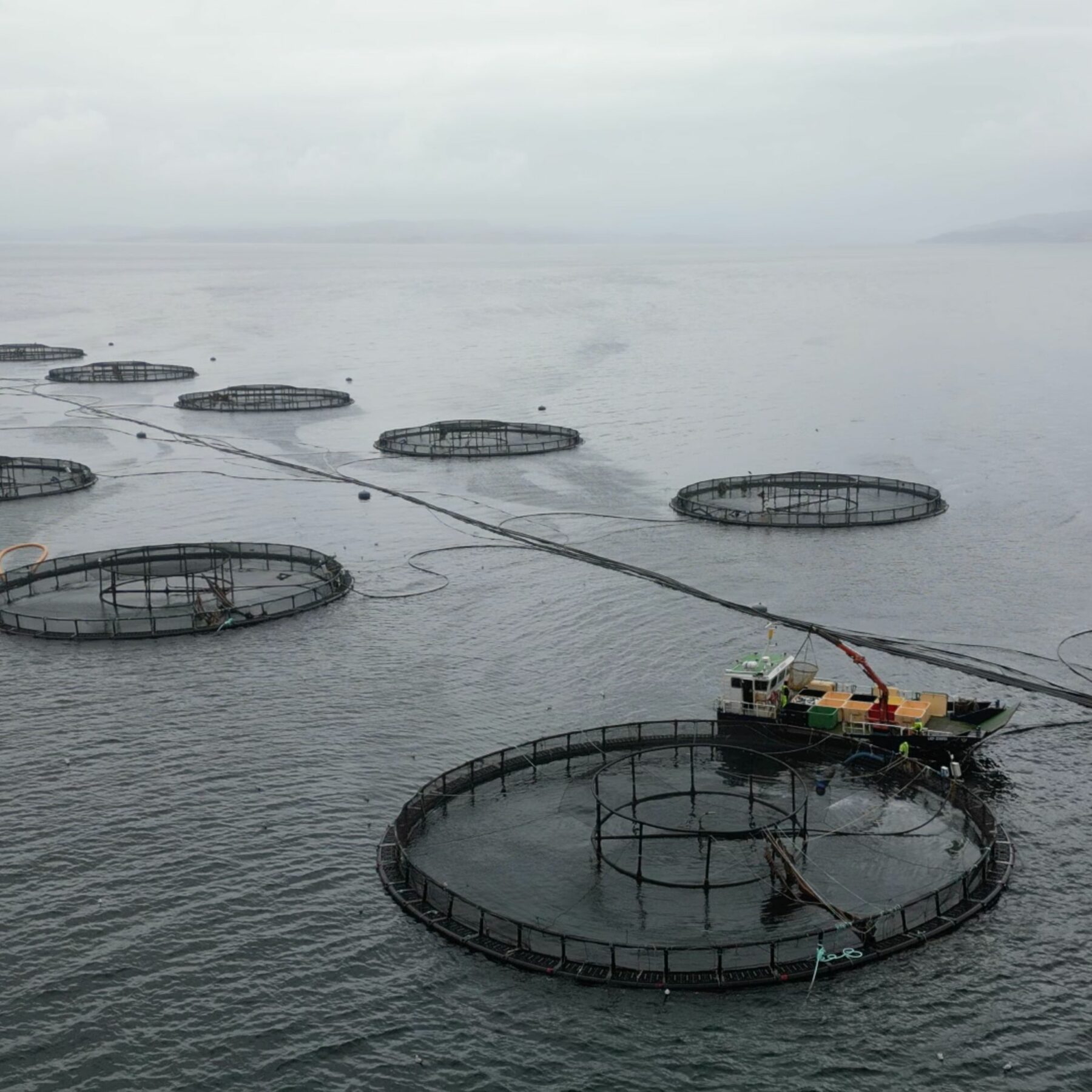 Is Fishing Cruel? Animal Equality UK