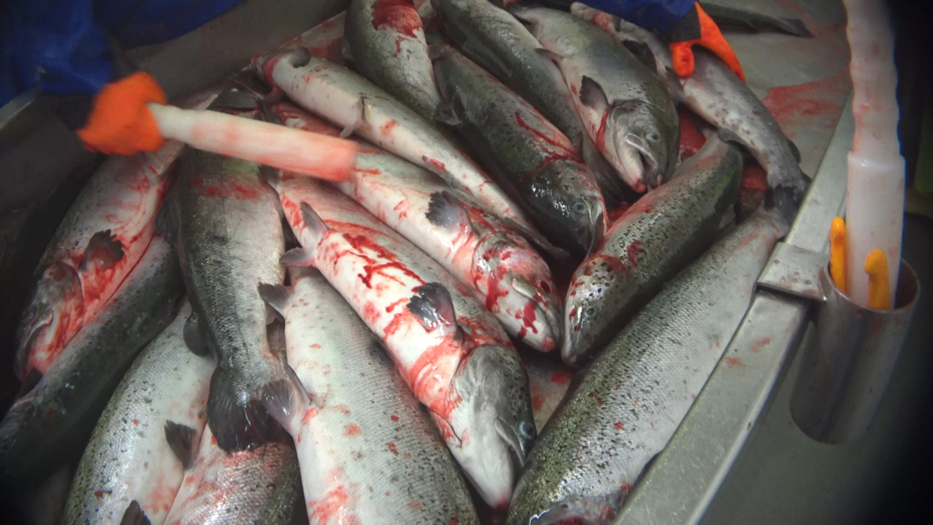 Farmed salmon are bludgeoned at a slaughterhouse
