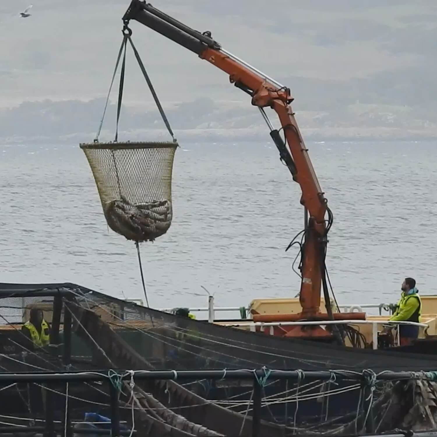 dead scottish salmon lifted out of sea pens