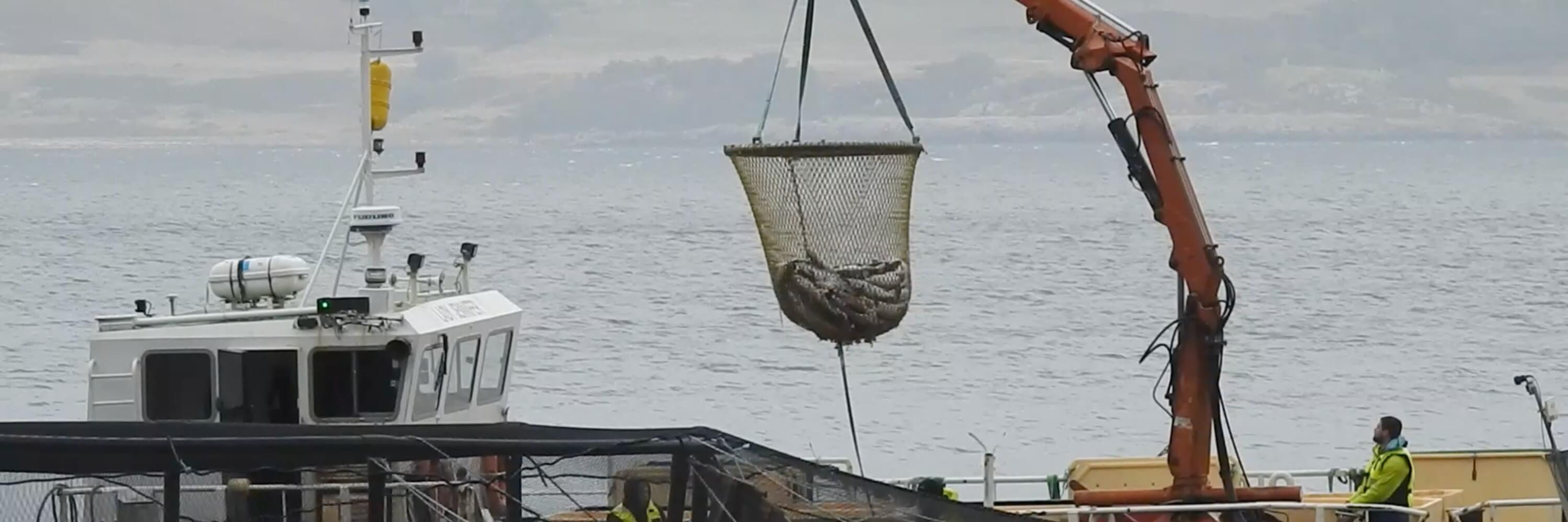 scottish salmon premature death fish industry