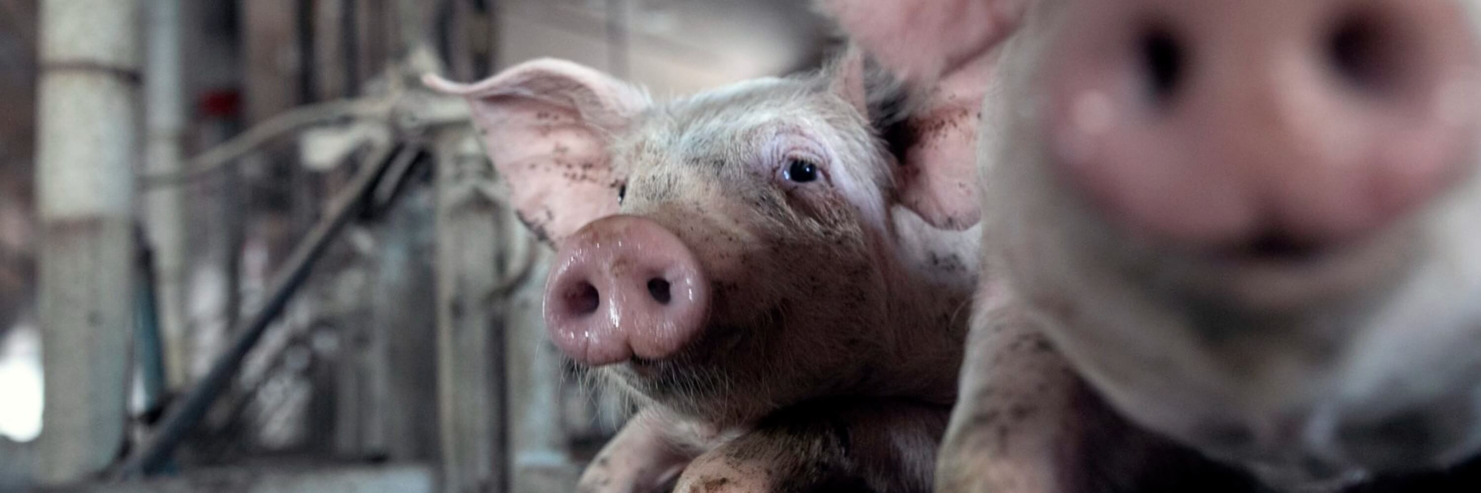 piglet in factory farm UK