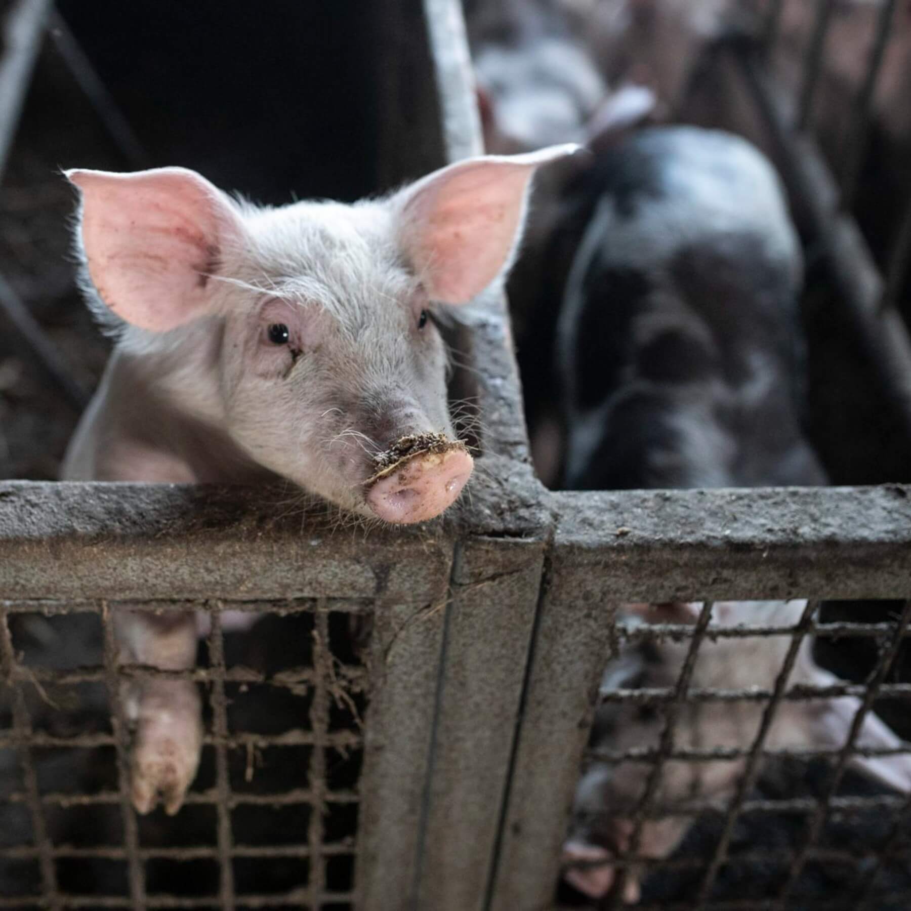 piglet on factory farm UK