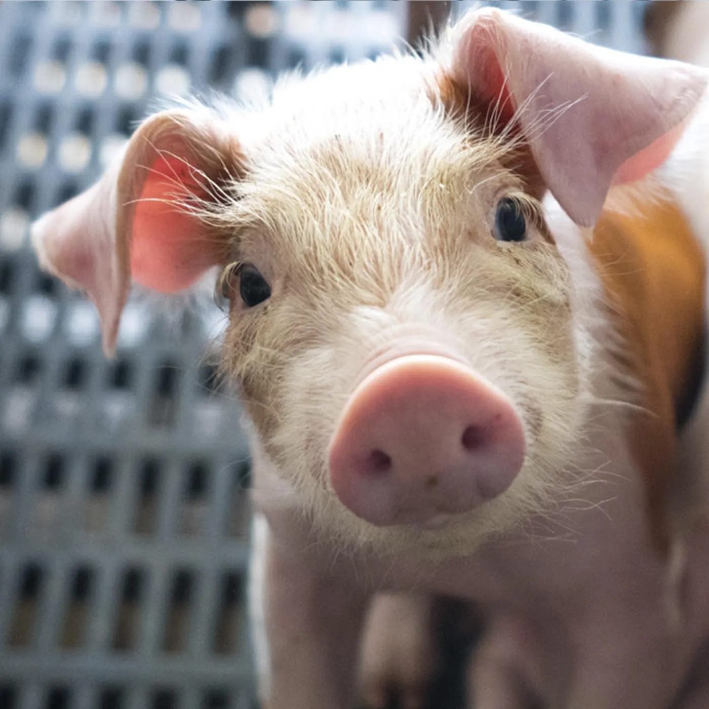 Autumn 2025 Impact Report 4