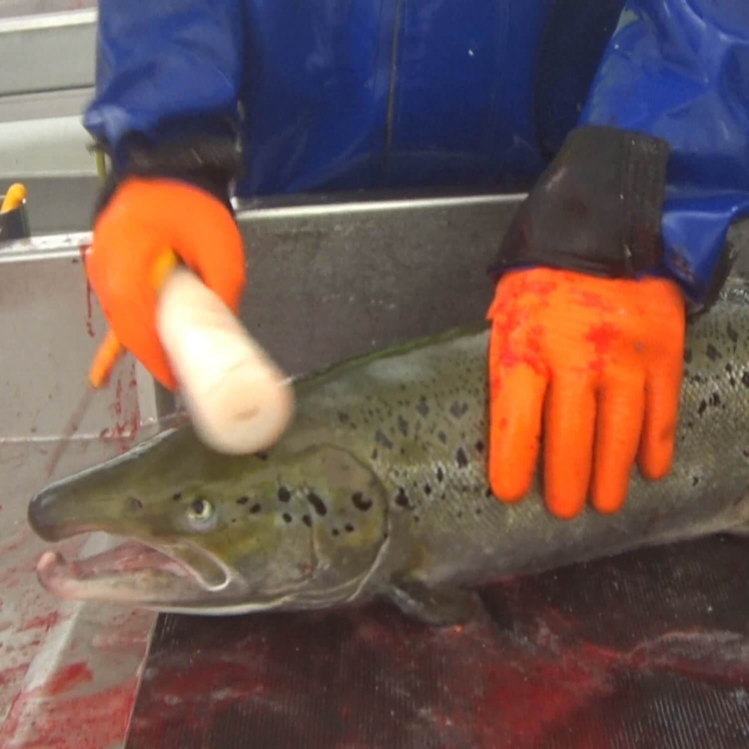 A farmed salmon is stunned by a worker hitting it with a baton in a Scottish salmon slaughterhouse