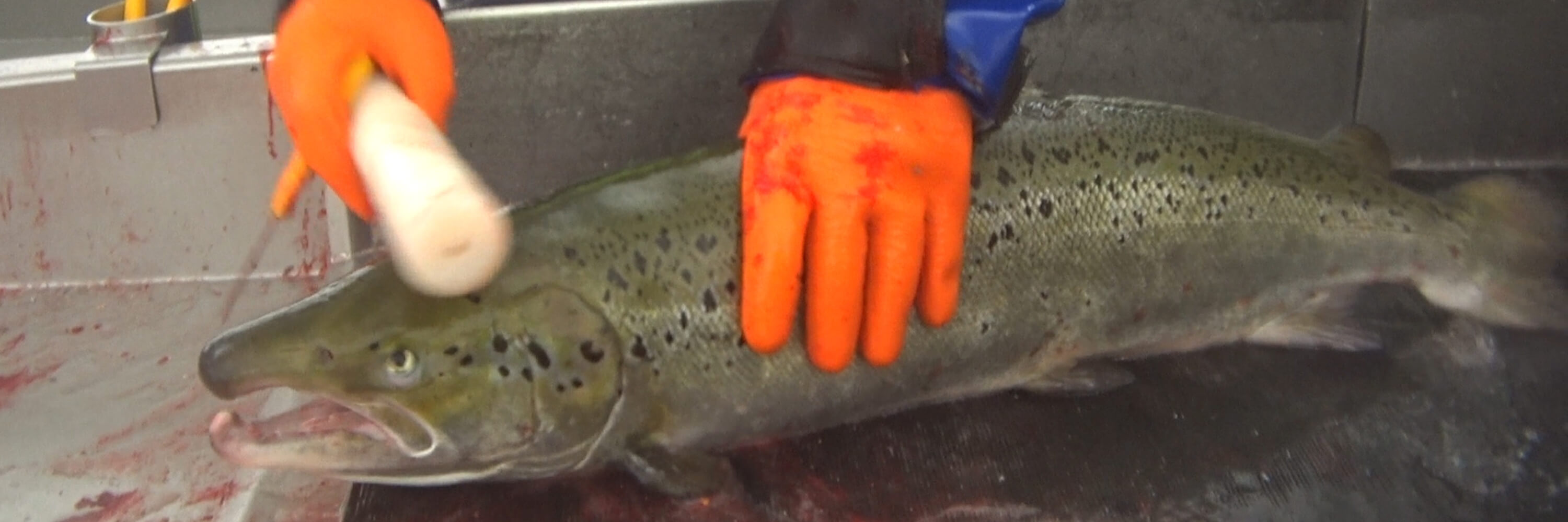 a farmed salmon is bludgeoned in a Scottish salmon slaughterhouse to stun