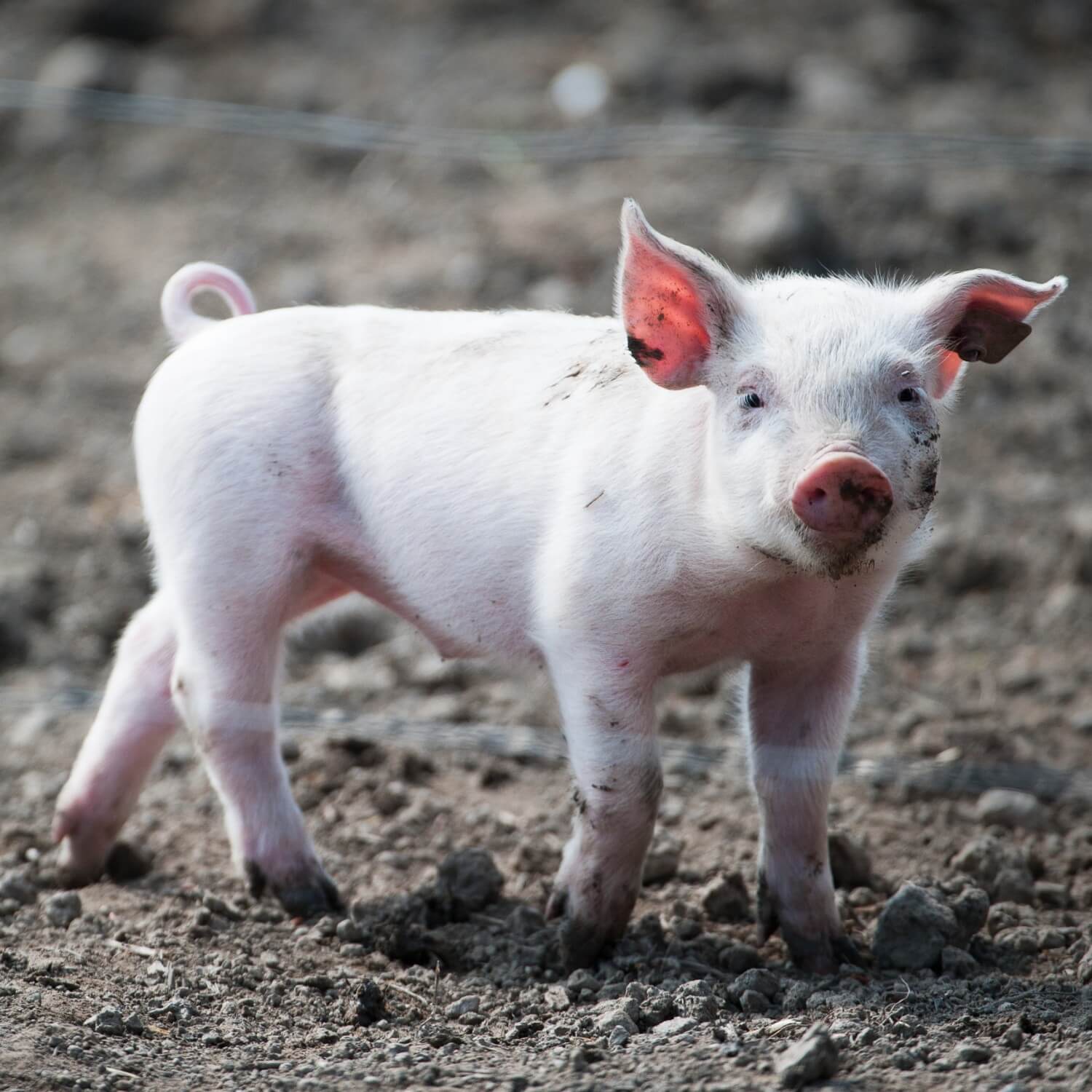 A young pig on a factory farm