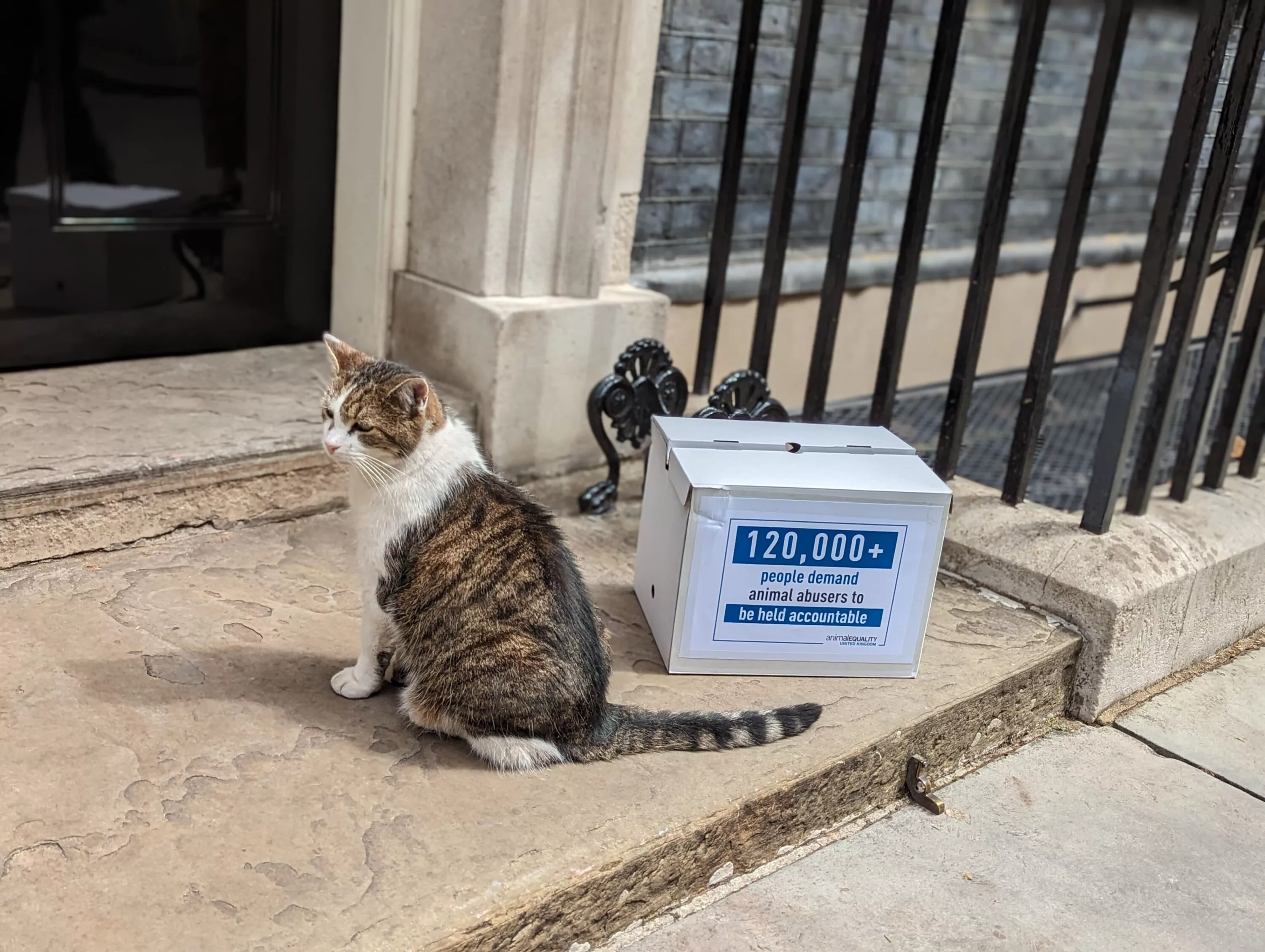 Larry, the famous Downing Street cat, supporting Animal Equality's Enforcement campaign