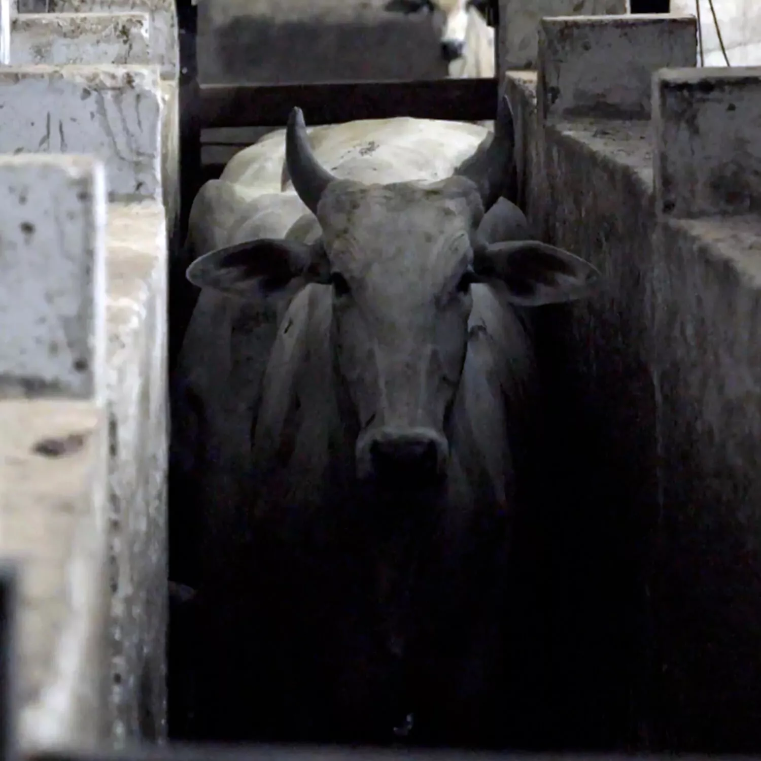 cow in Brazilian clandestine slaughterhouse