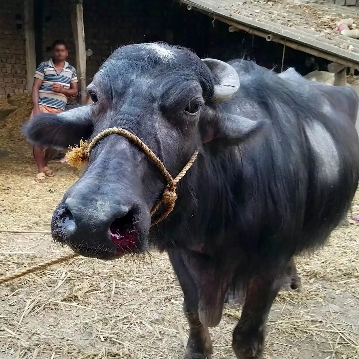 buffalo with rope around face and nose bleeding 