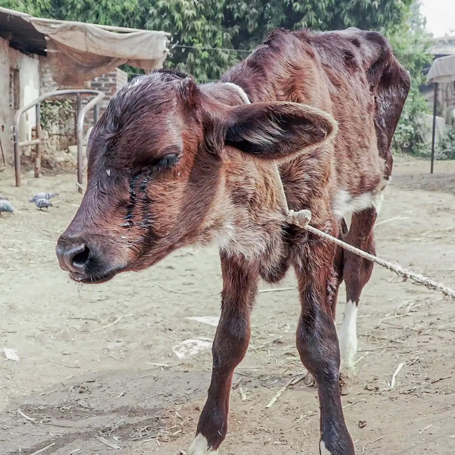 calf crying with rope tied around their neck