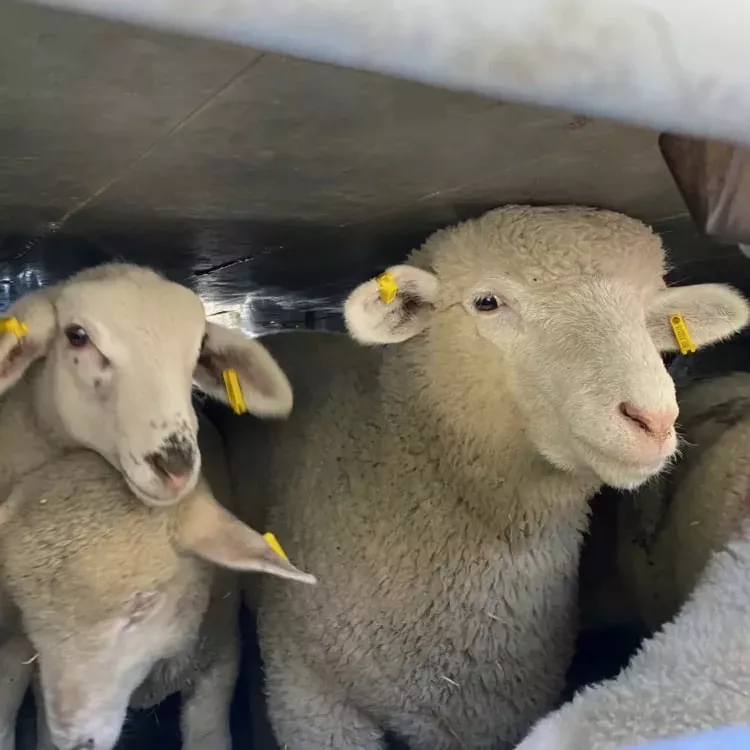 Lambs inside truck