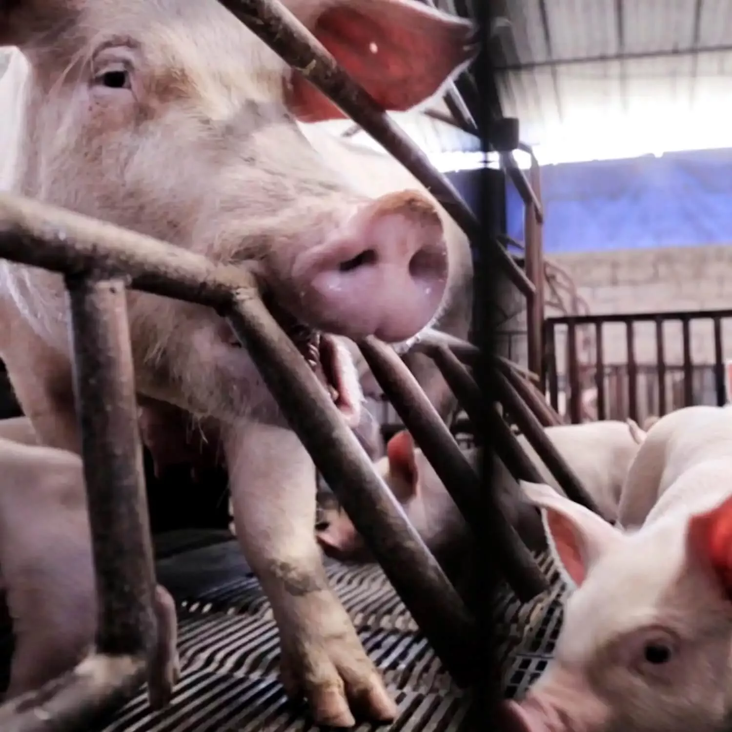 pig farm mutilations