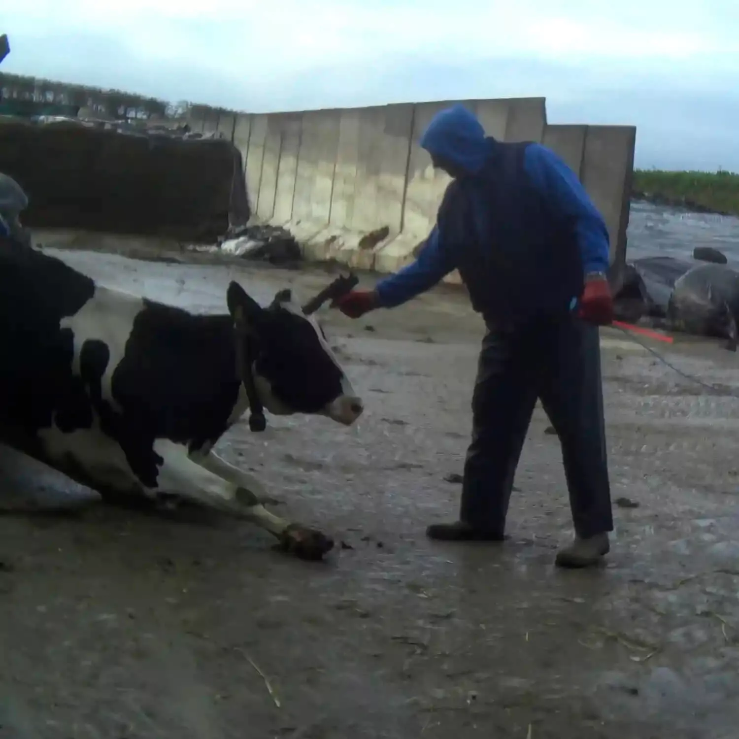 cow about to be shot on a British dairy farm