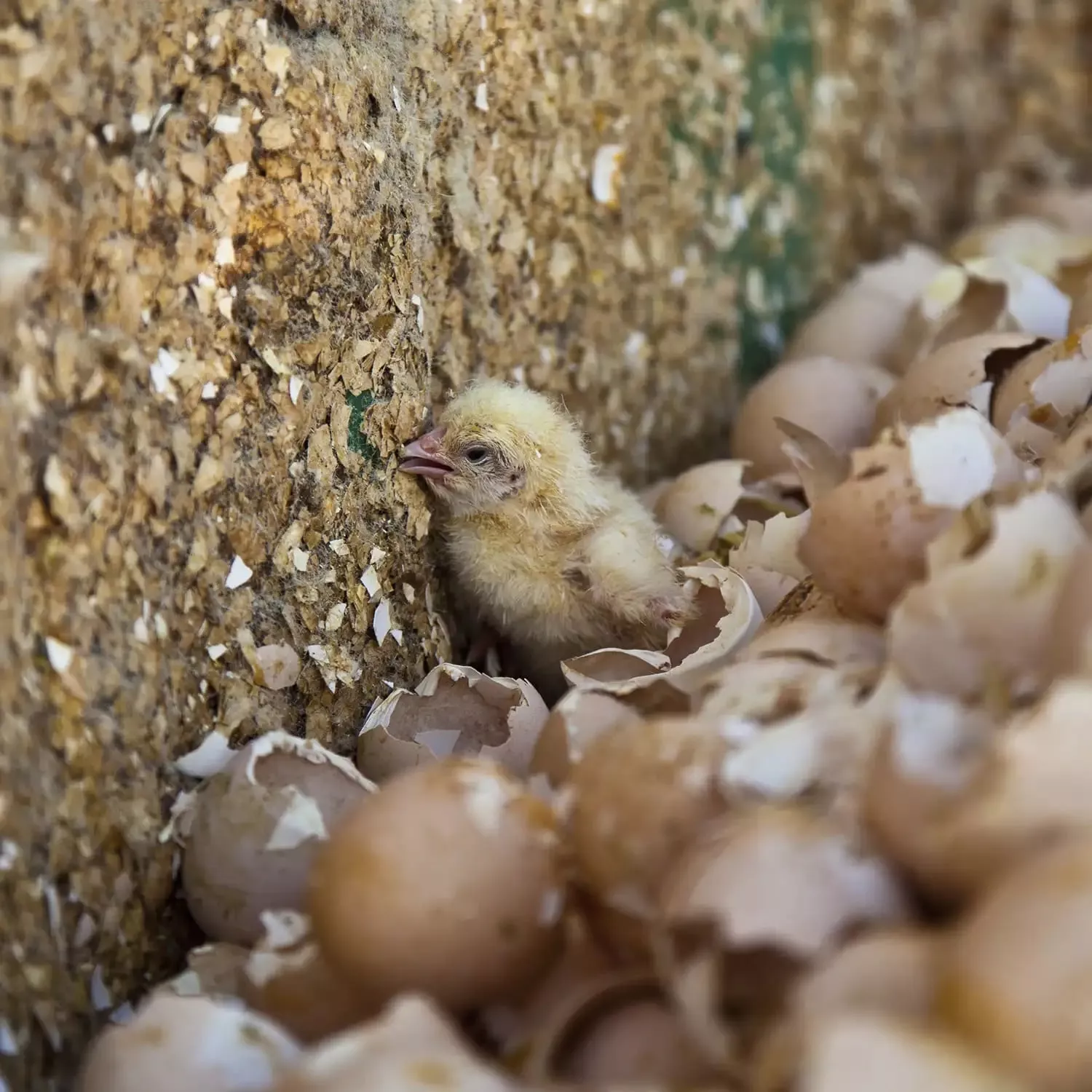 Chick waste at hatchery 