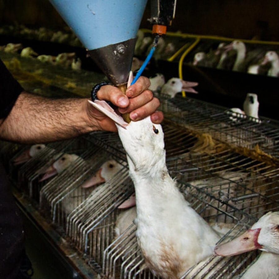 force feeding geese