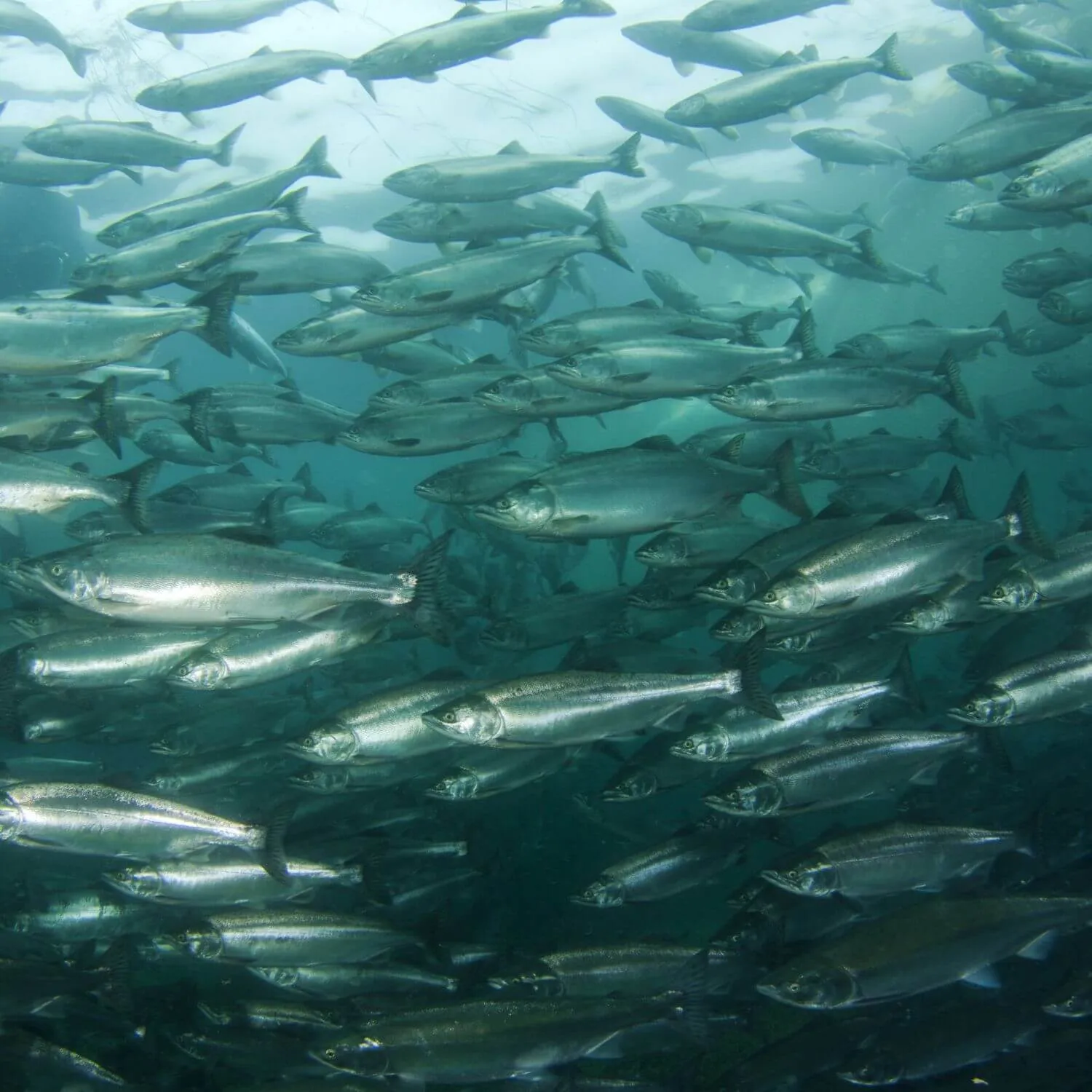 Overcrowding on scottish salmon farms