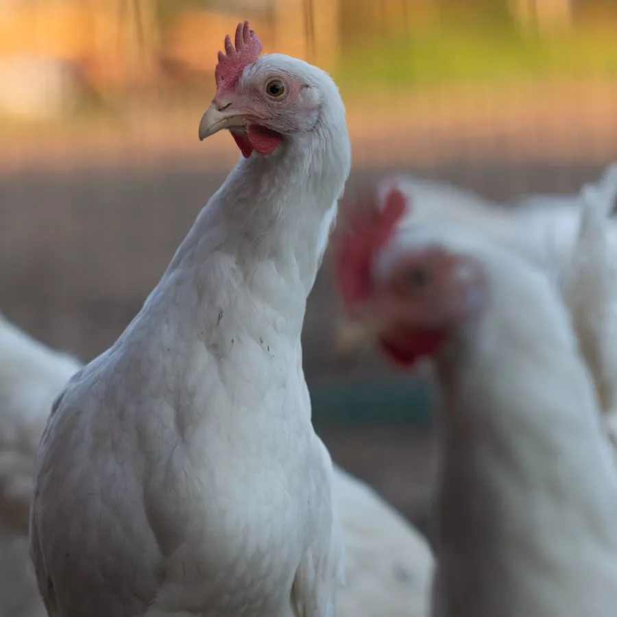 White hen looking at the camera