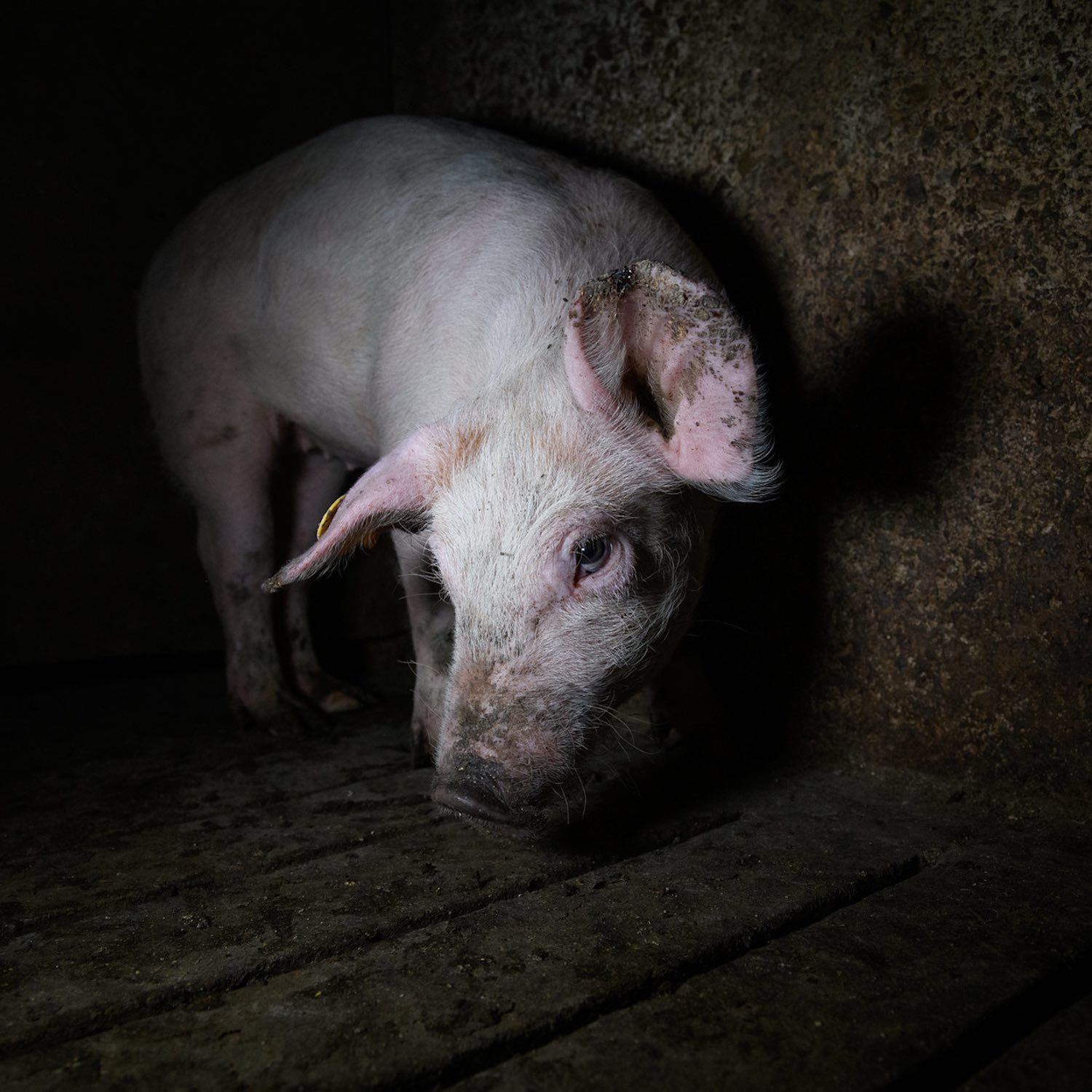 Pig looking at the camera inside a pig farm