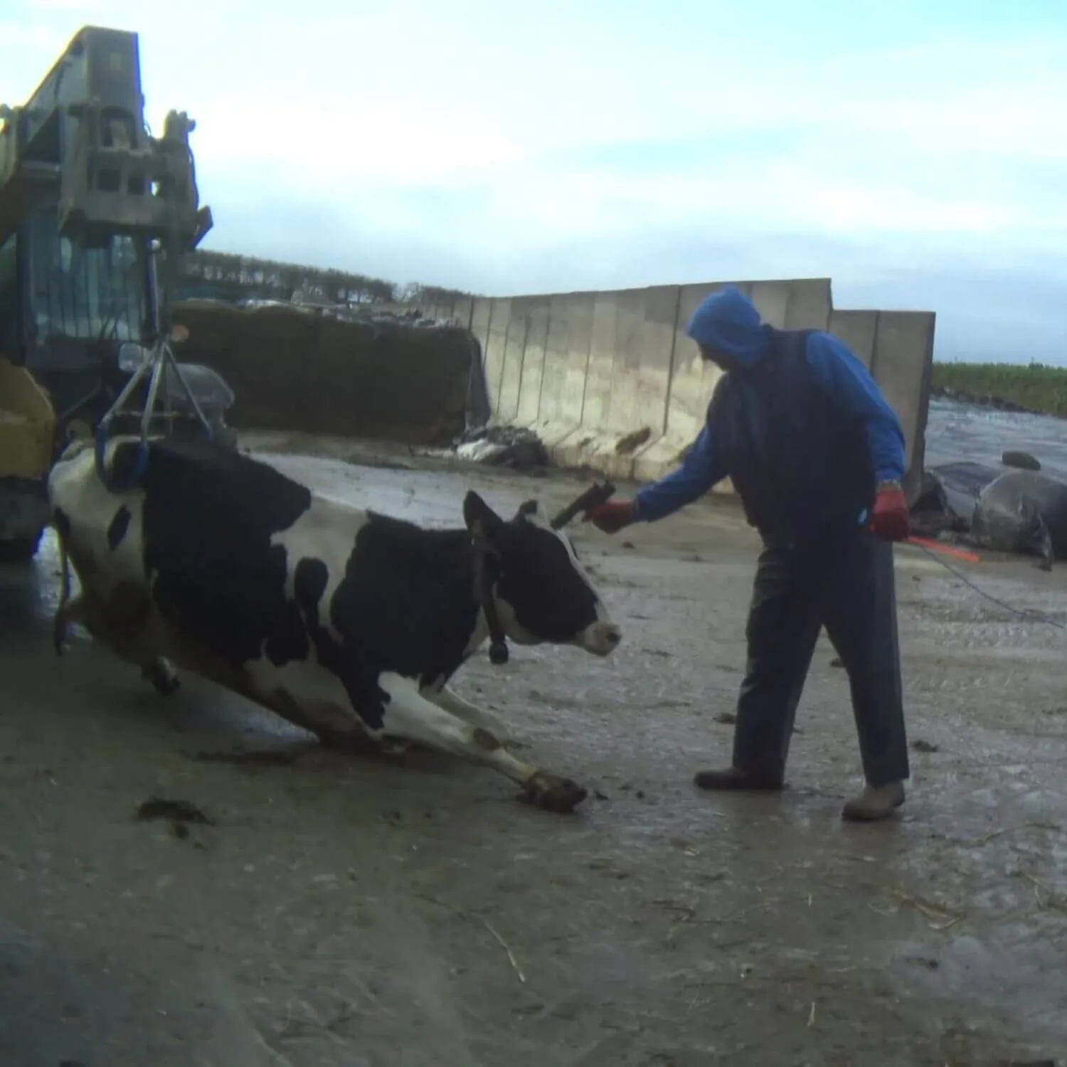 PROTECT COWS AND THEIR CALVES 8