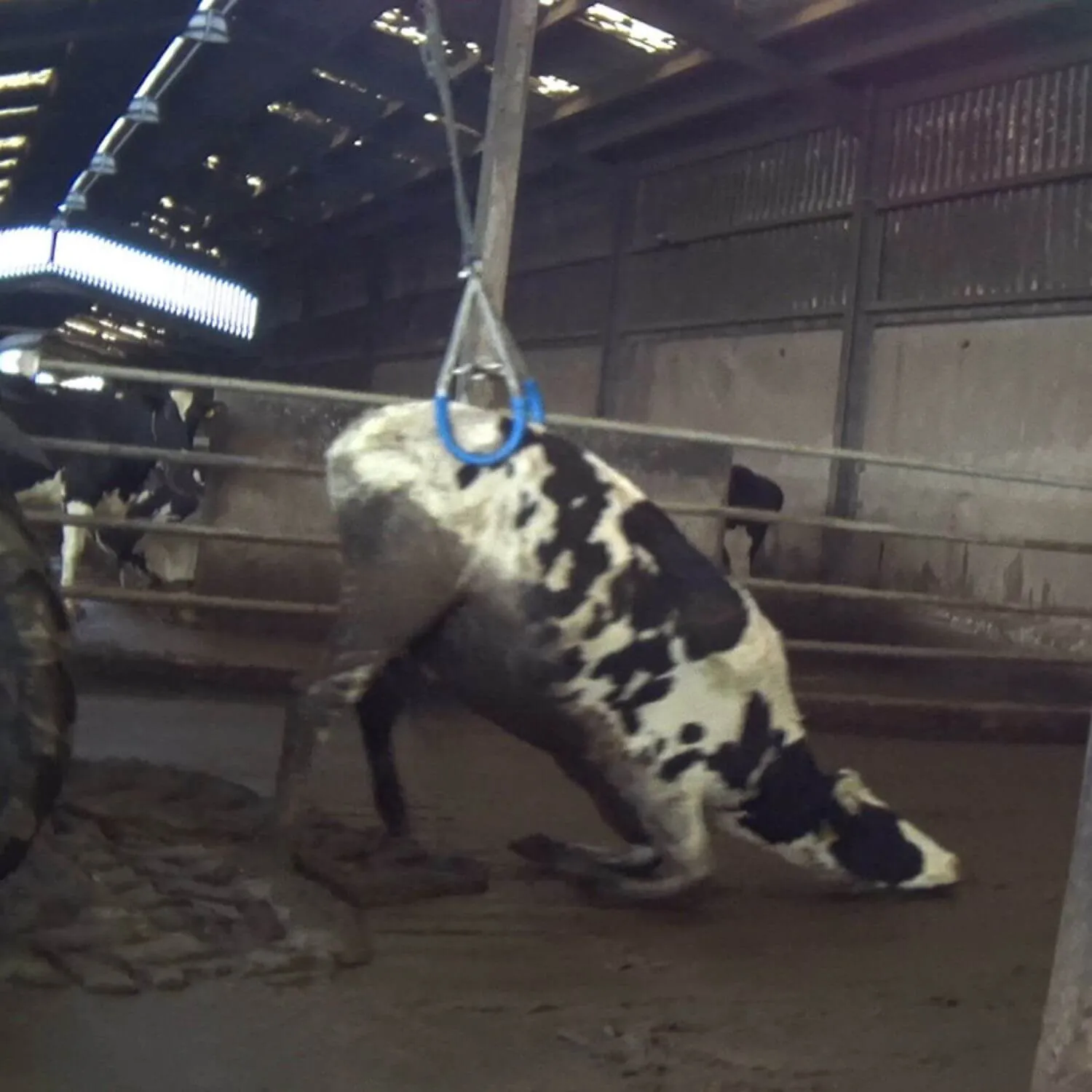 PROTECT COWS AND THEIR CALVES 7