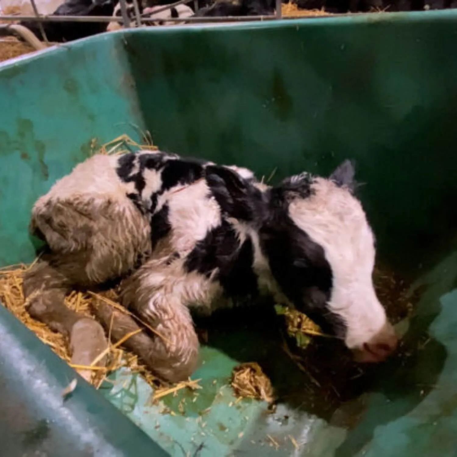 PROTECT COWS AND THEIR CALVES 6