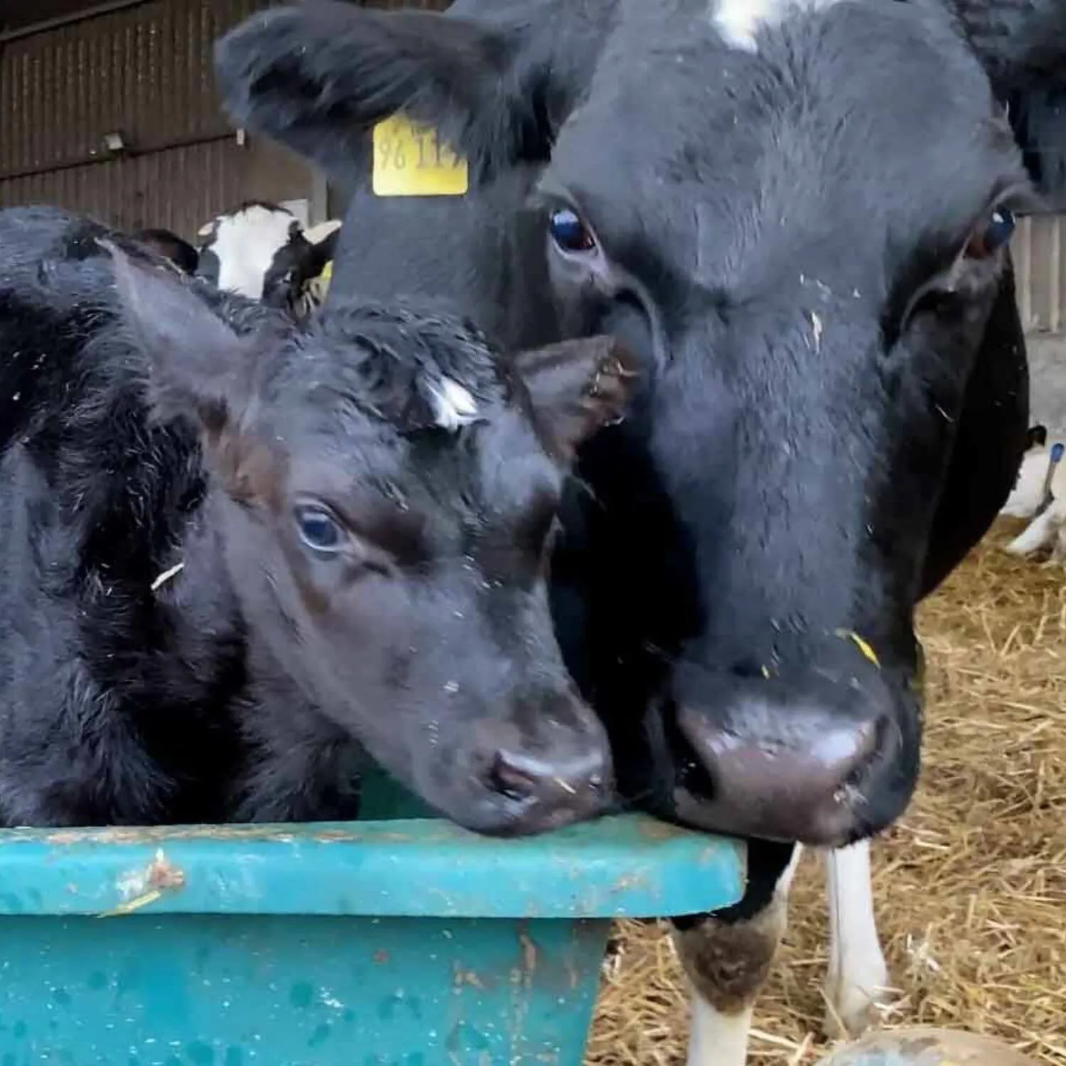 PROTECT COWS AND THEIR CALVES 5