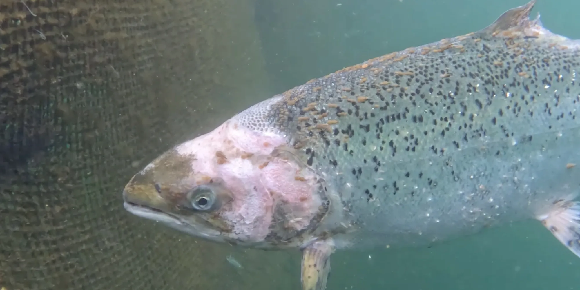 Photo of a lice-infested salmon