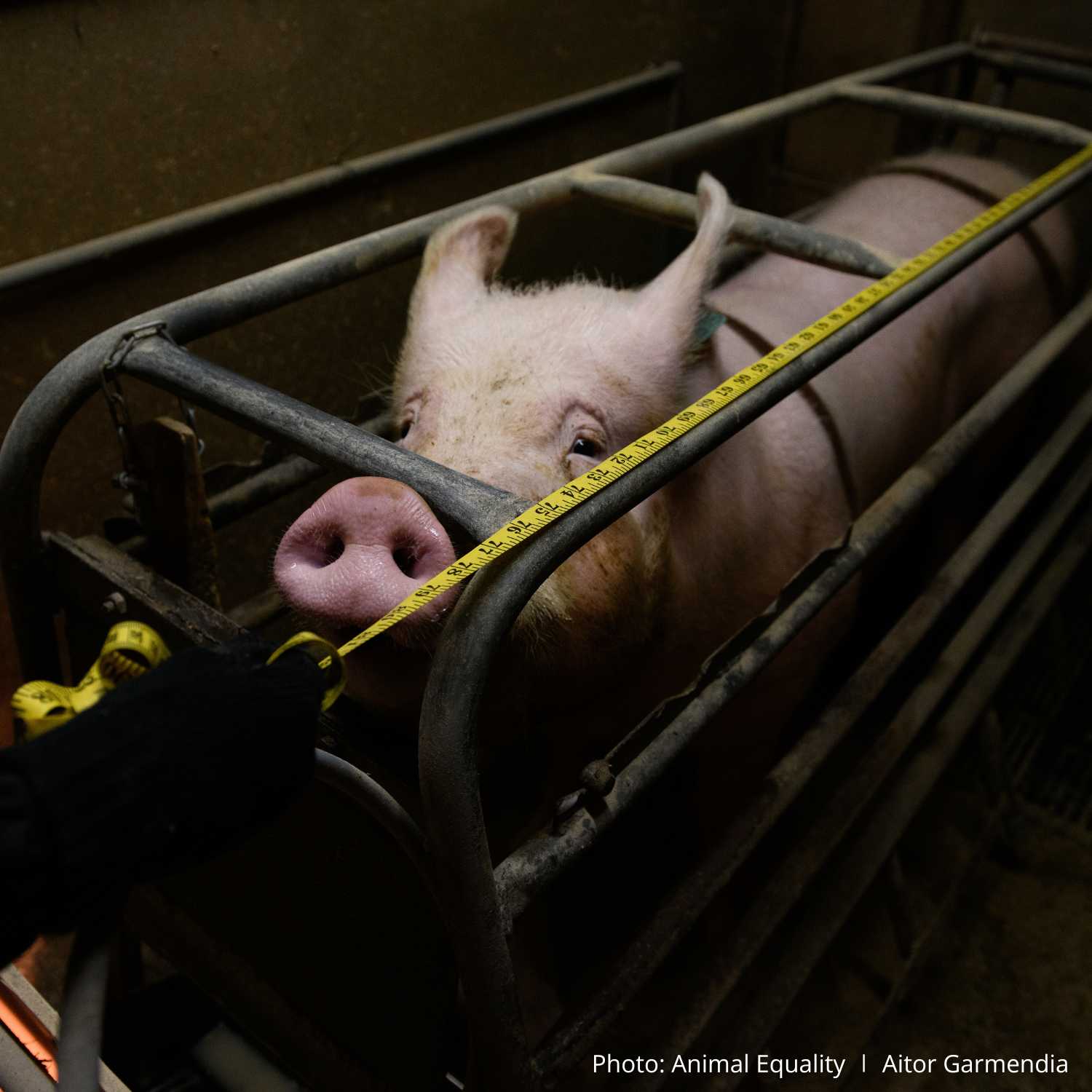 Pig trapped in cage