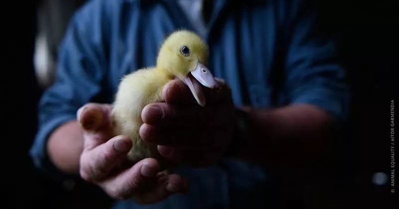 A small duckling